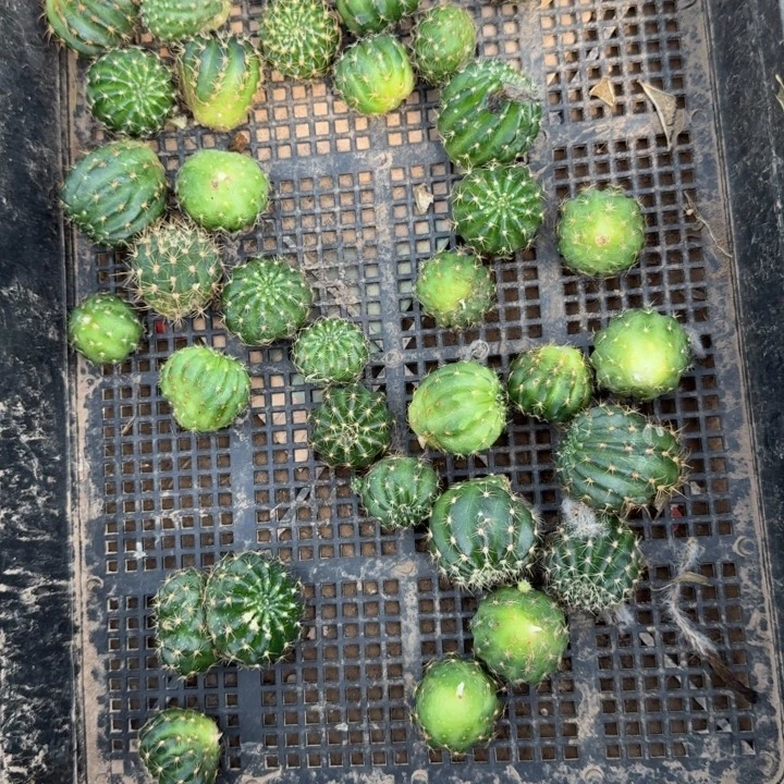 305新品丽花歪3公分左右无根侧牙斑，20包邮