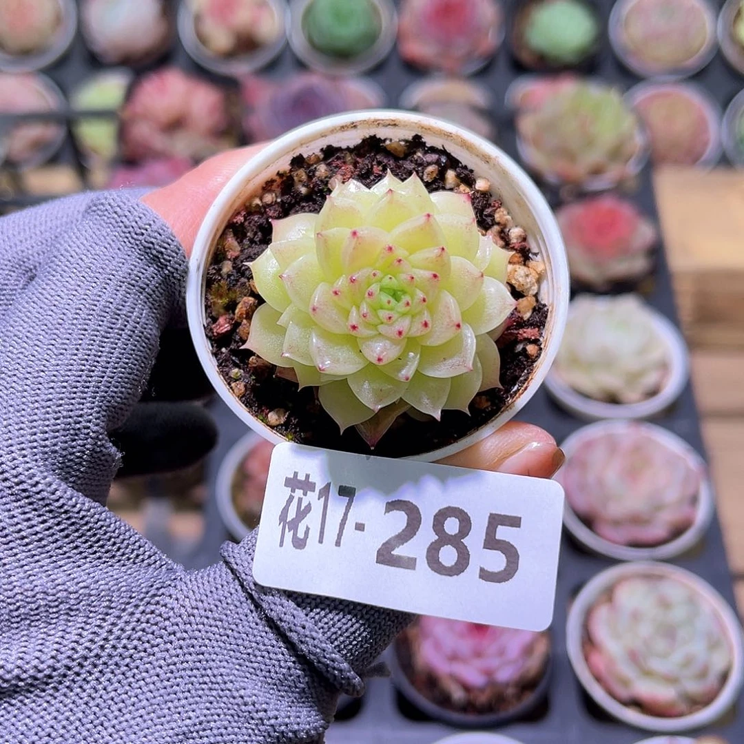 花17-285麦秆单头