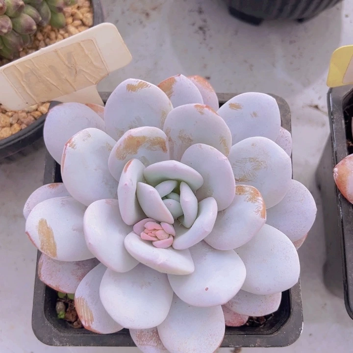 健健康康平平安安