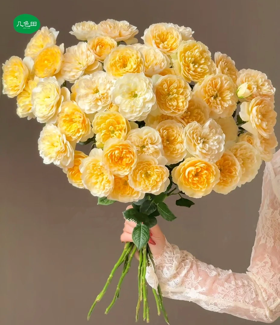 蜜柚汁阳台—稀有多头玫瑰云南直发鲜花云南花插花鲜花