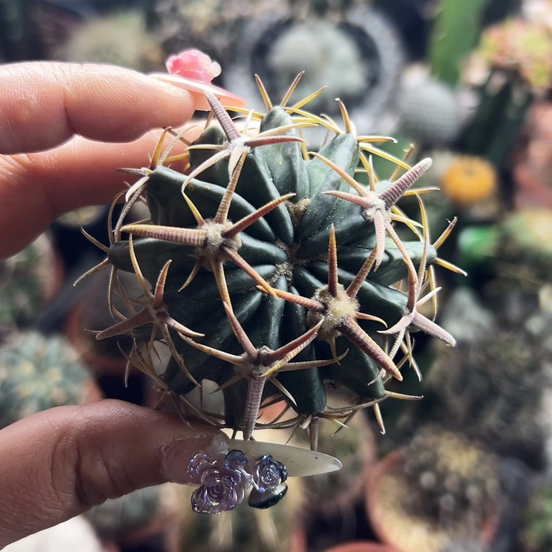 武藏林波有根仙人球666666