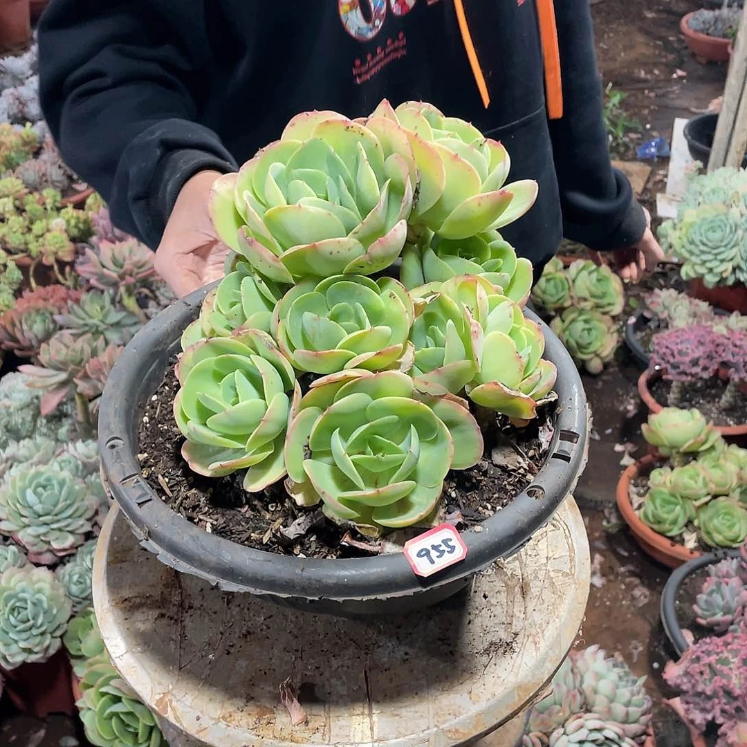 955碧桃 一物一拍多肉