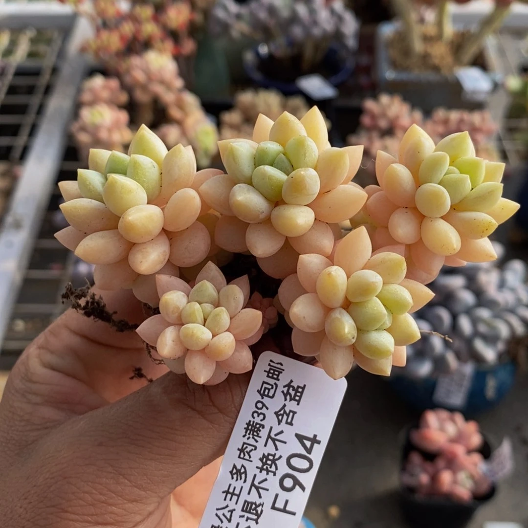 泡泡糖904/7cm多肉