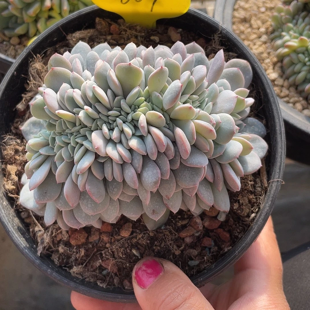 海棠花缀化多肉植物669