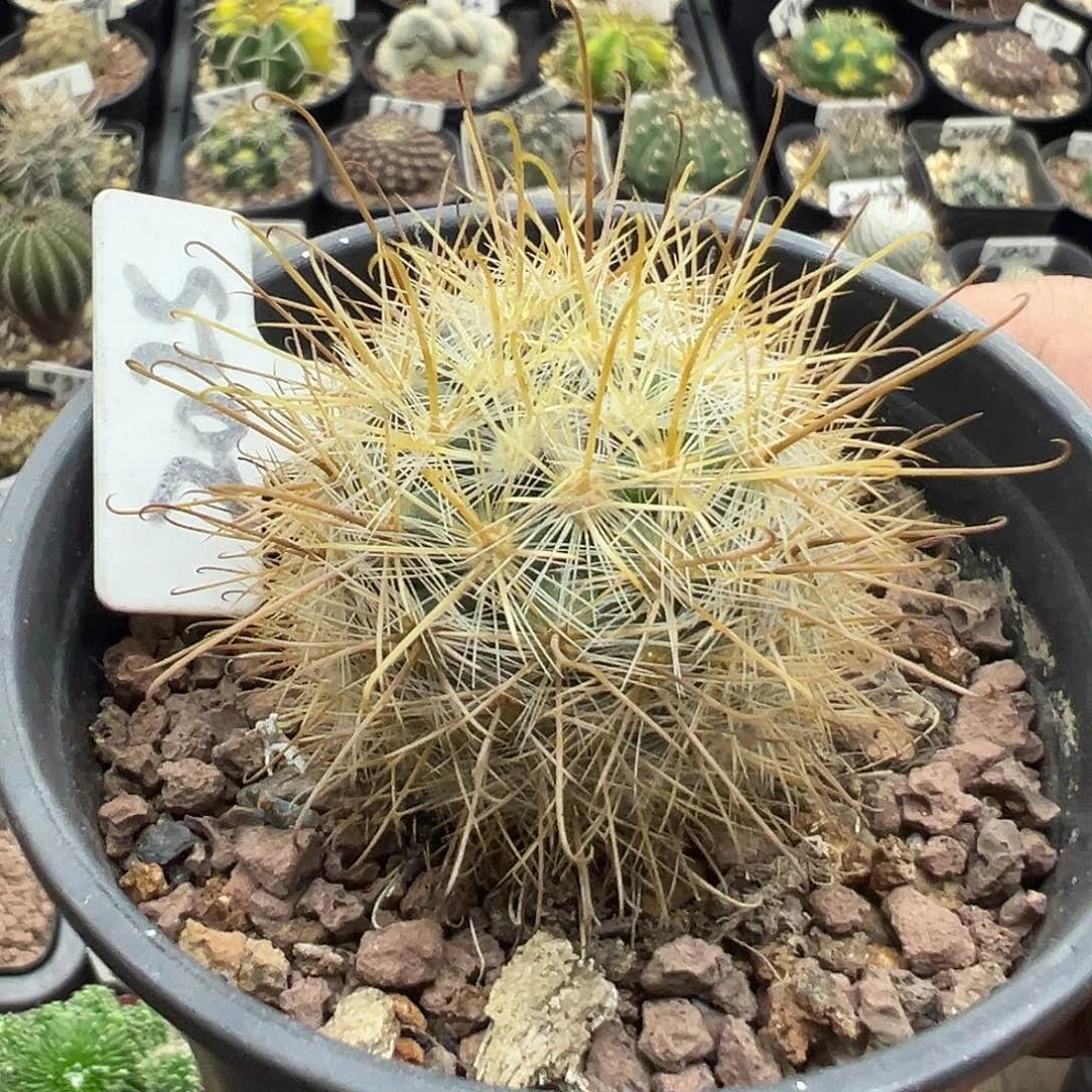 2025菊慈通实生5555