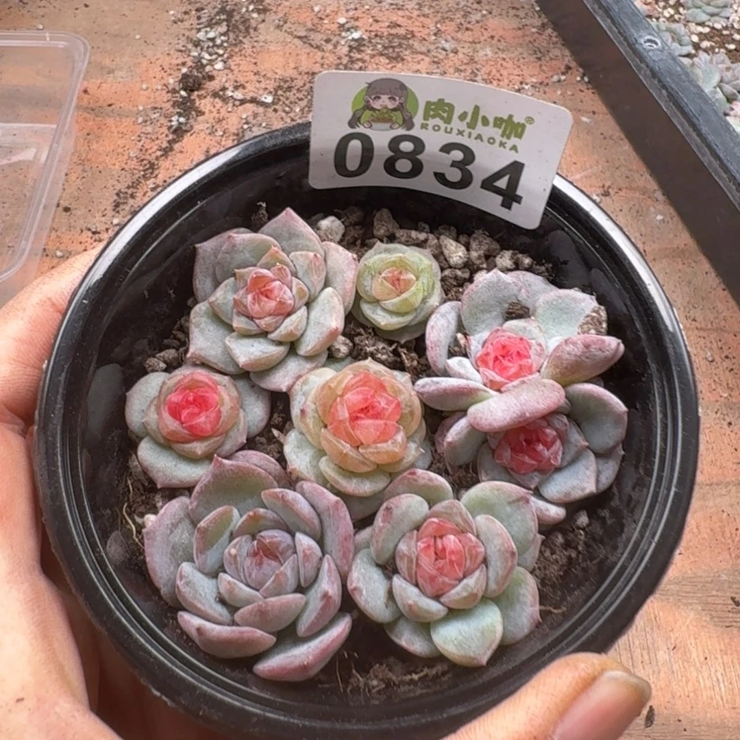 多肉植物多肉植物