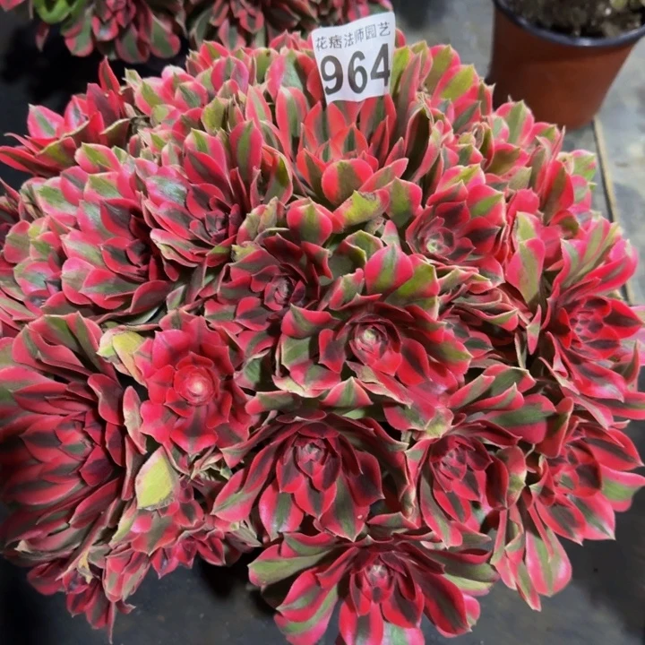 多肉女妖964000000000