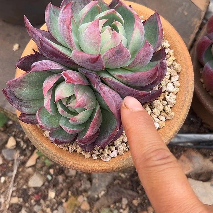 星***火惊鸿仙子，一物一拍