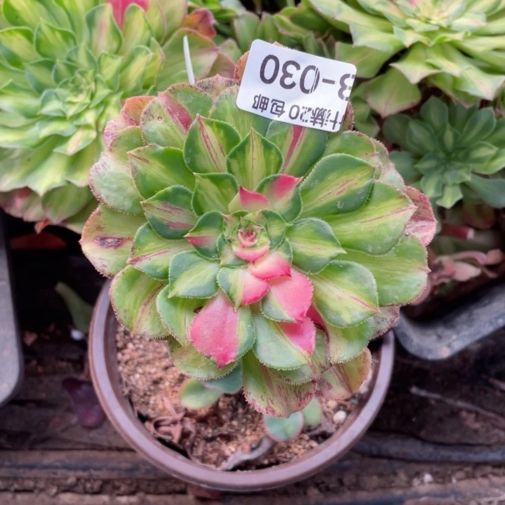 30知否嫁接多肉1234467889