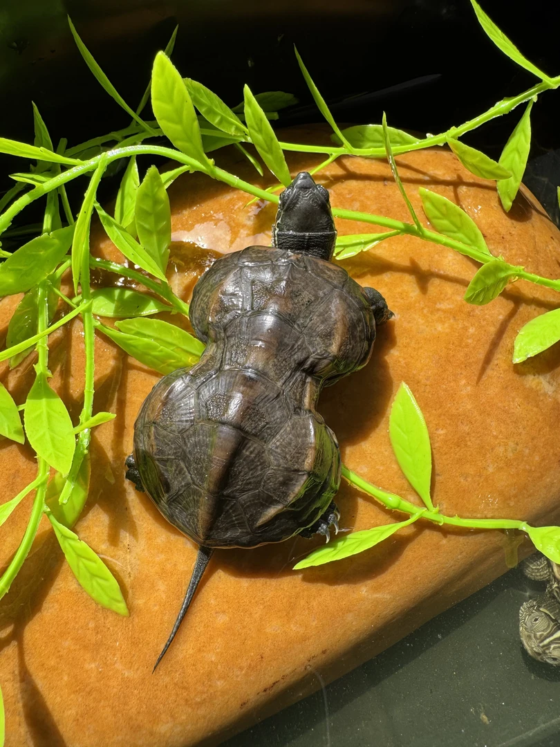 一物一拍宠物小乌龟