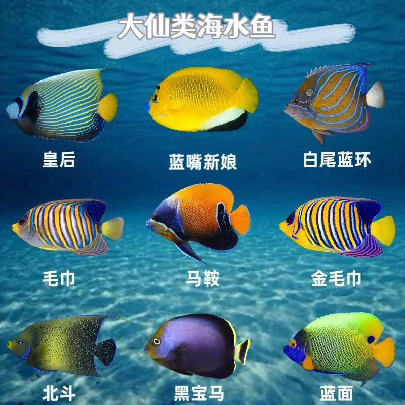 【大型神仙】海水观赏鱼金毛巾蓝面皇后马鞍（直播间专用链接）