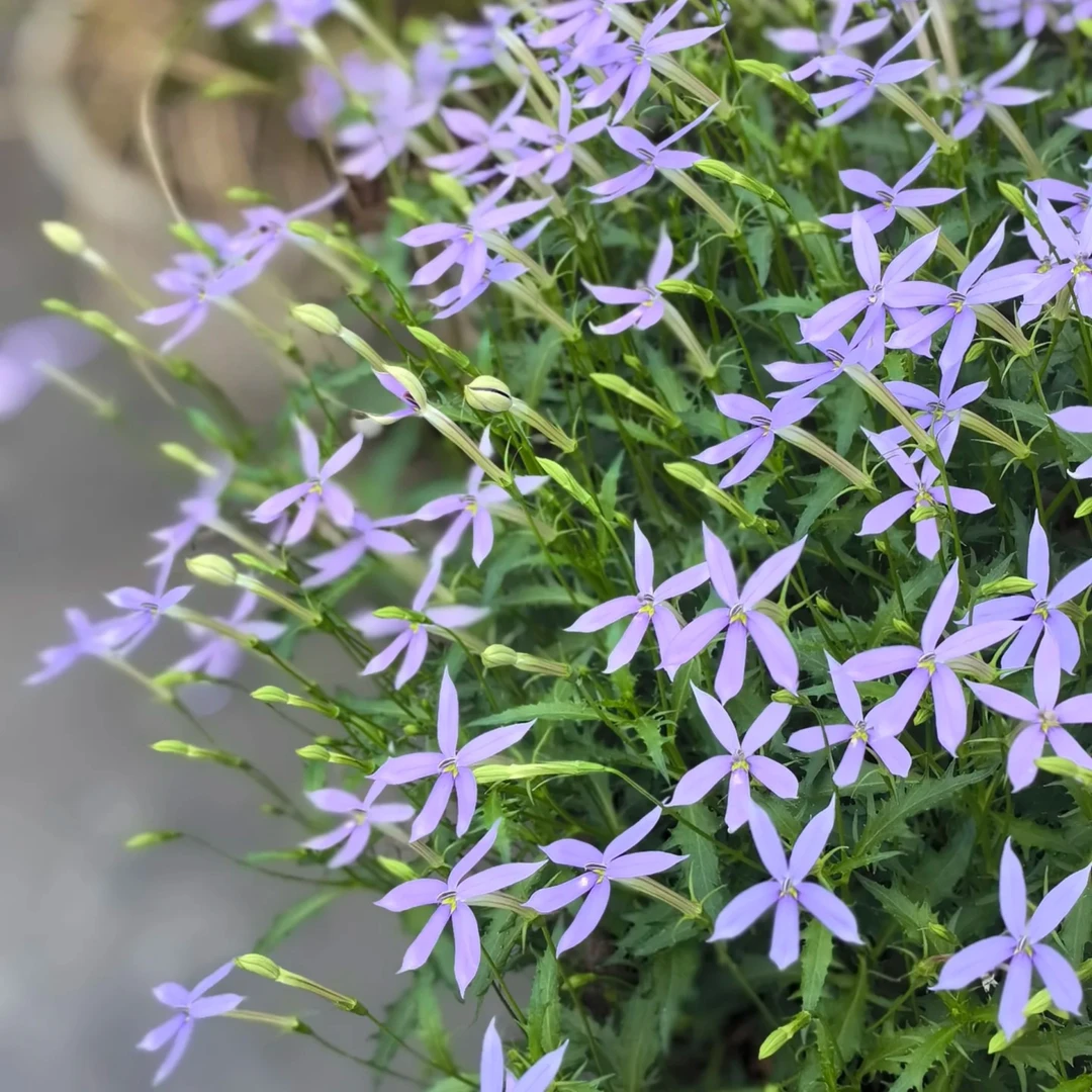 彩星花（同瓣花）盆栽室内植物四季开花耐寒耐热庭院花卉