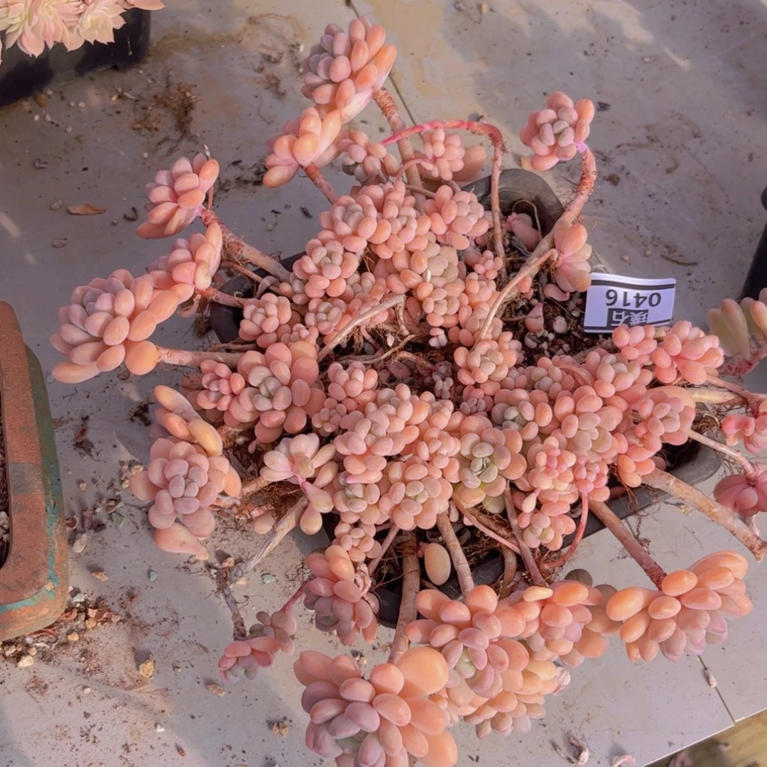 达芙妮0416不包整多肉植物