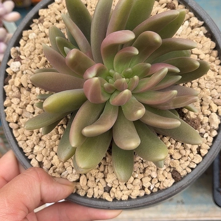 多肉植物一物一拍