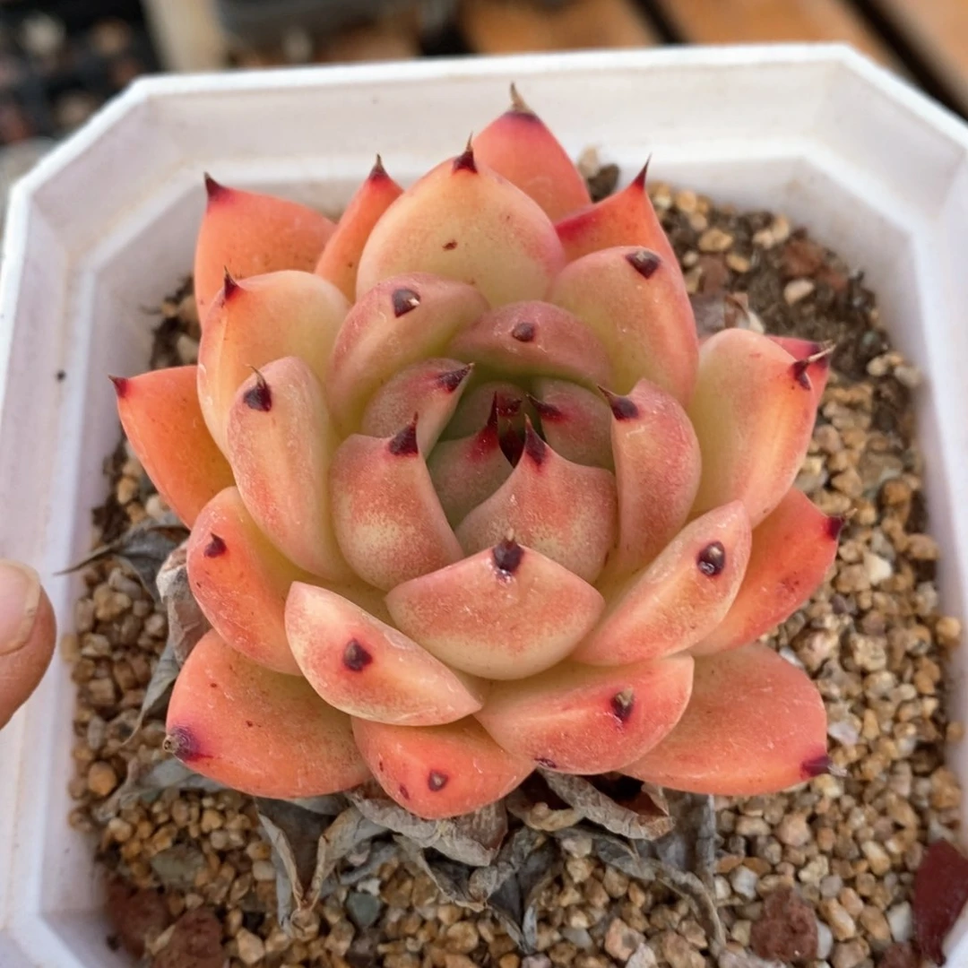 精品多肉一物一拍92