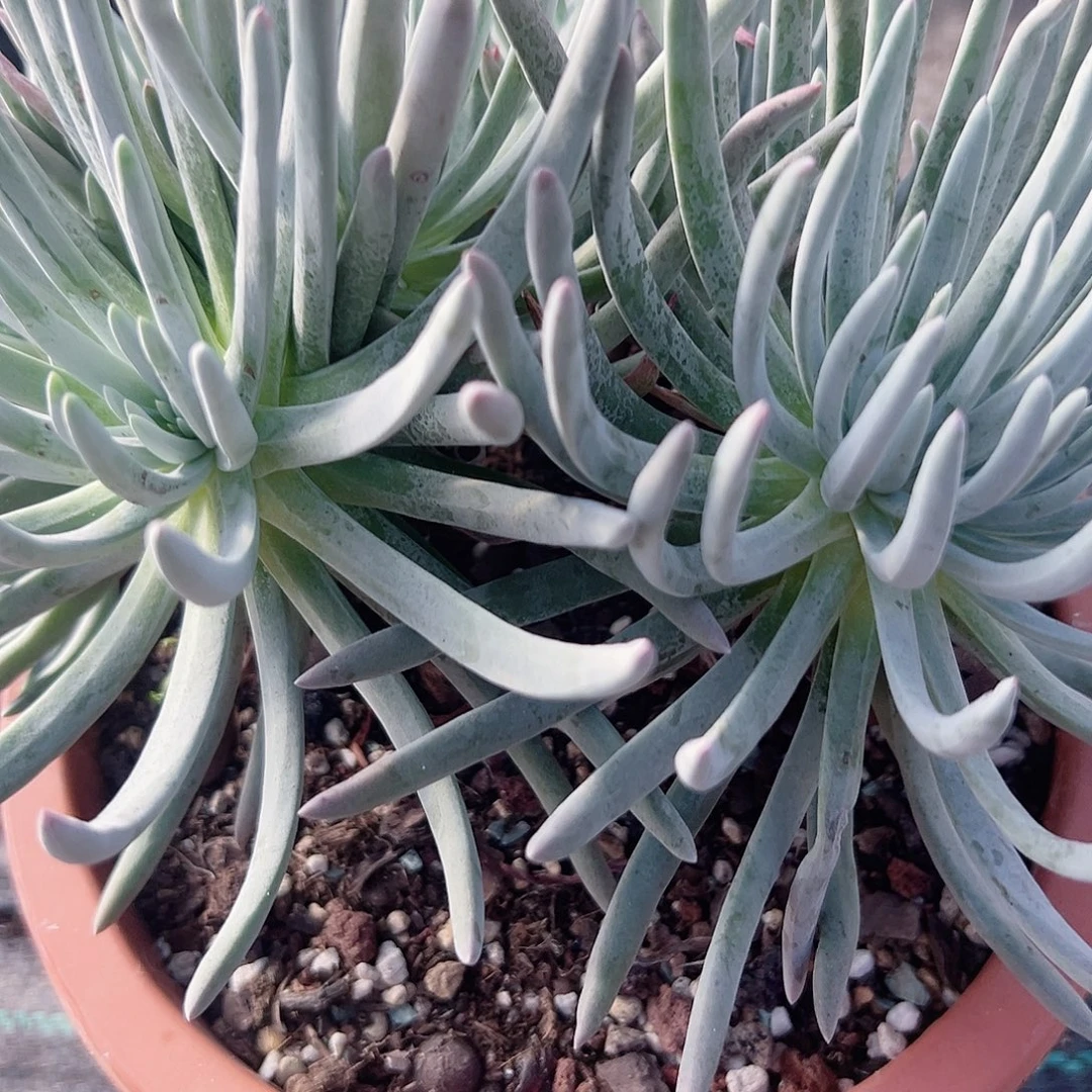 爱肚丽丝仙女杯一株脱土发货7y头