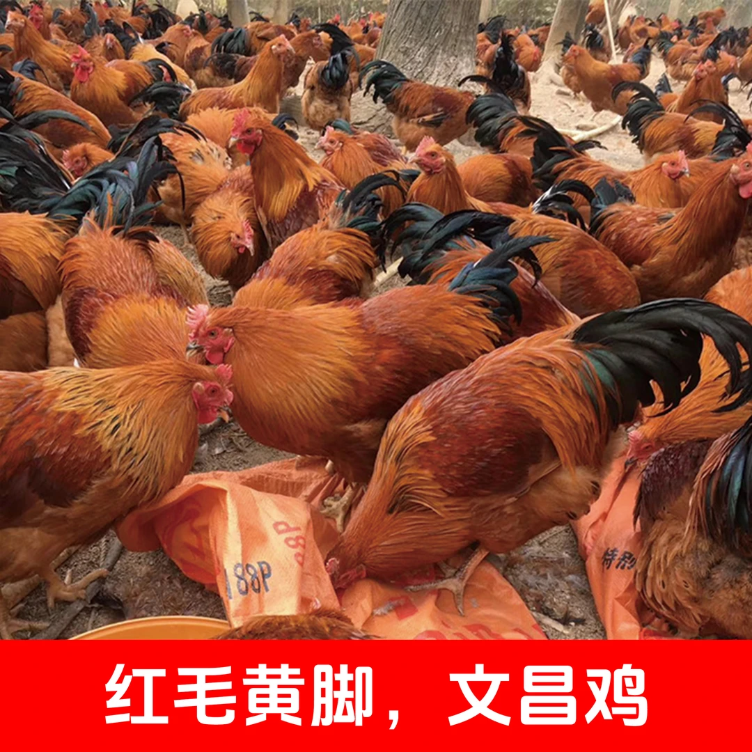参皇 文昌鸡公苗黄脚红毛身形圆润光亮