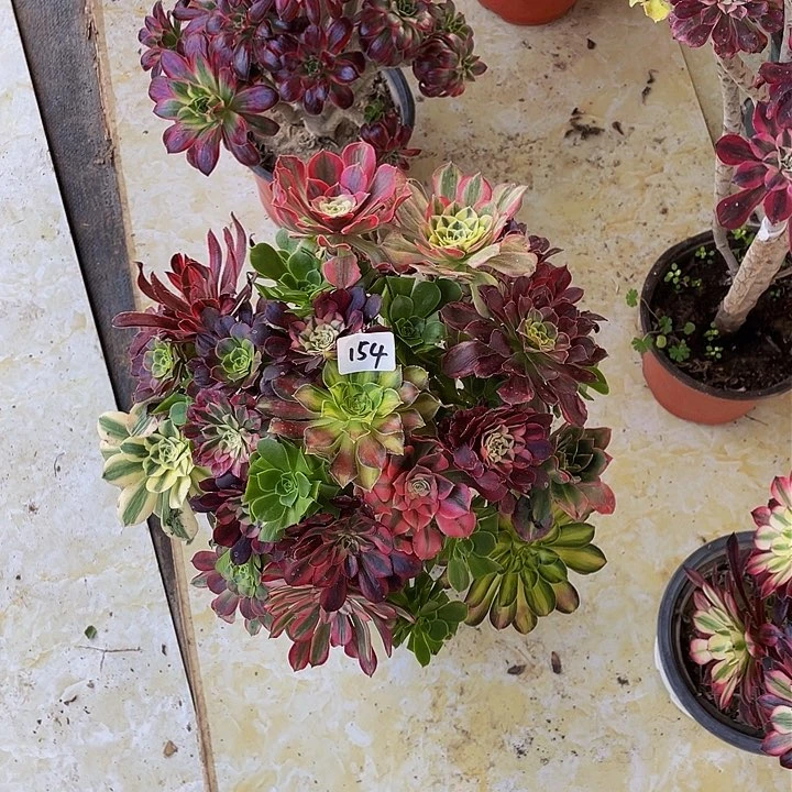 「****」架接法师一个154号