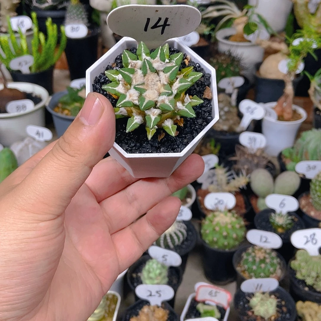 实生根泰系黑牡丹