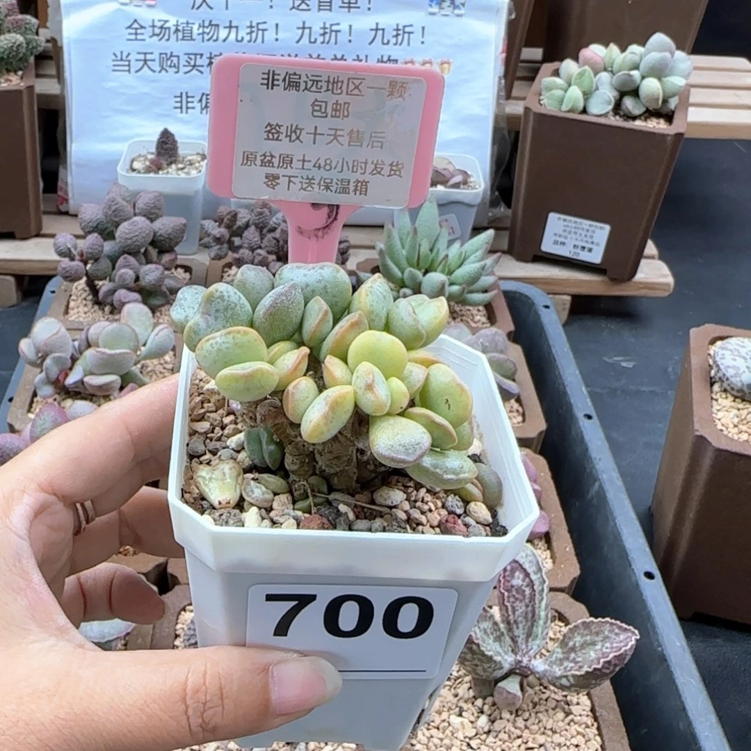 爱**角700爱心蛋糕多肉植物爱掉叶