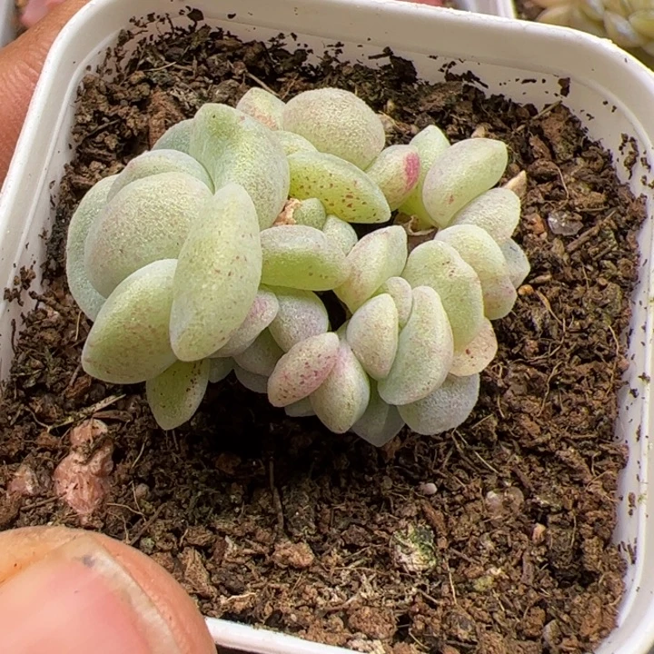 冰玉石化一物一拍精品糖心，尺寸不大介意勿拍