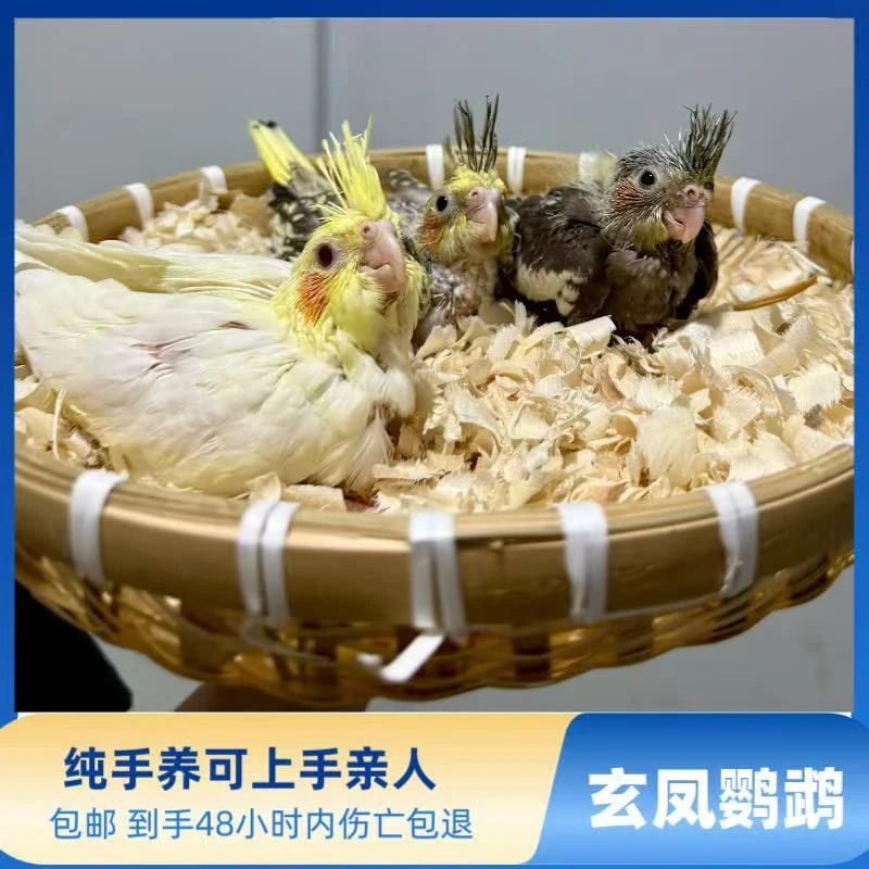 手养玄凤鹦鹉可爱亲人玄凤幼鸟（到手48小时内伤亡包退