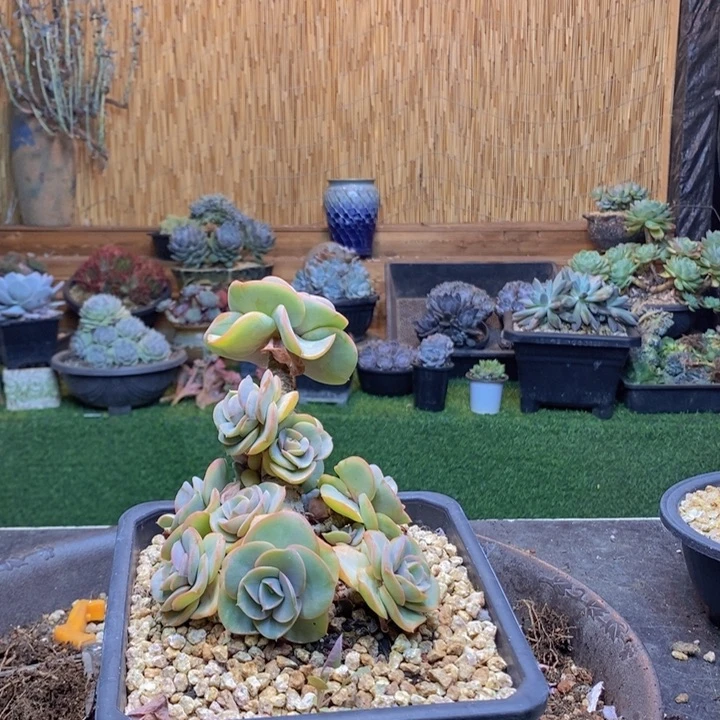 卑***晨372号饺子皮多肉植物