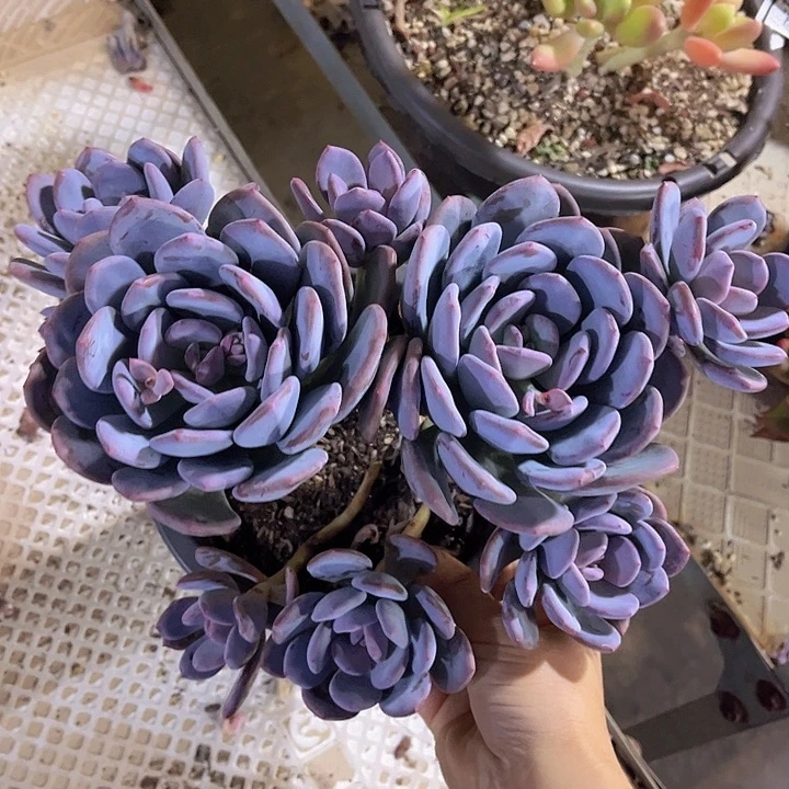 圆叶灰姑娘25201多肉植物