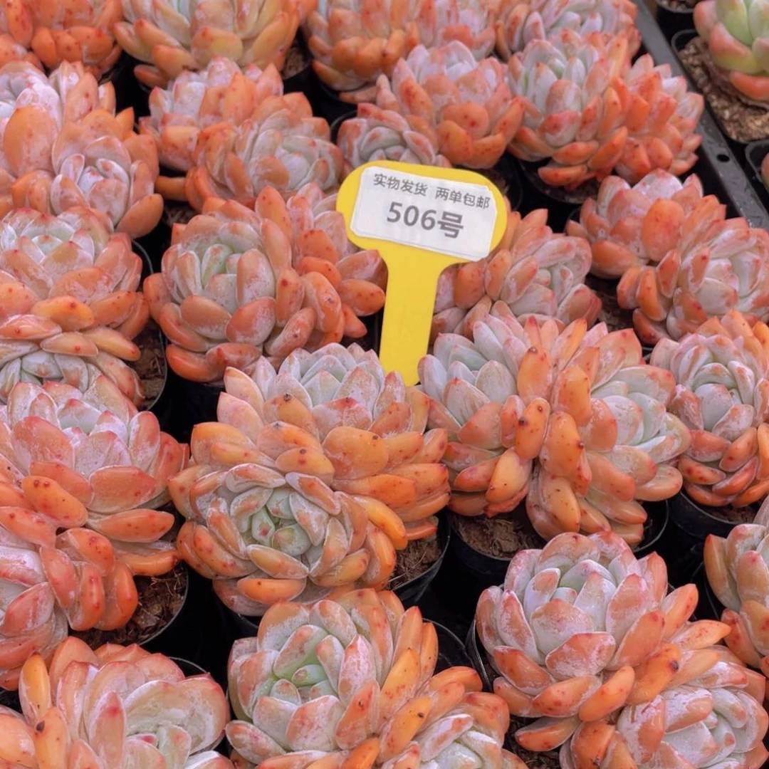 506号 开播福利韩版橙梦露双头2个