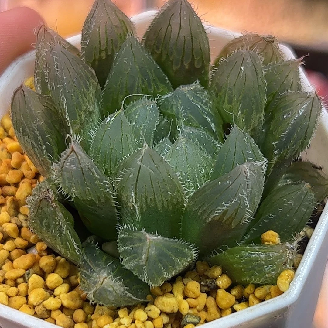 原始毛玉露十二卷多肉植物