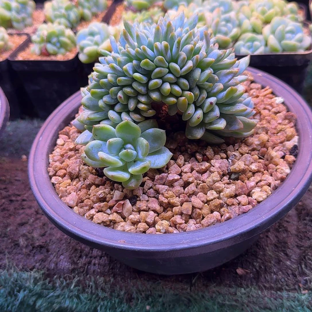星影树缀无砍多肉