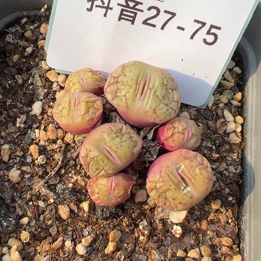 27-75肉锥多肉植物，