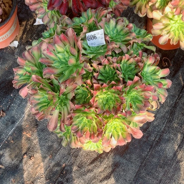 龙**?多肉植物韶华606