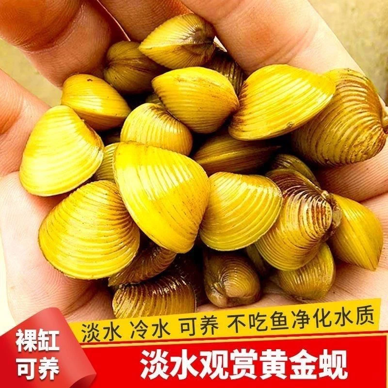 小河蚬鱼缸观赏除藻淡水混养净化水质清理鱼龟粪便天然滤水神器