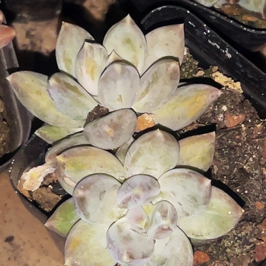 桔云多肉美人精品系列