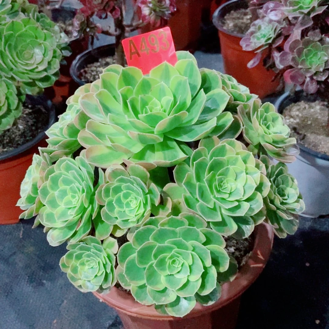 奶白493多肉11111