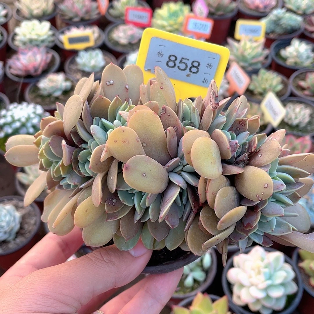飞***文858号多肉植物盆栽