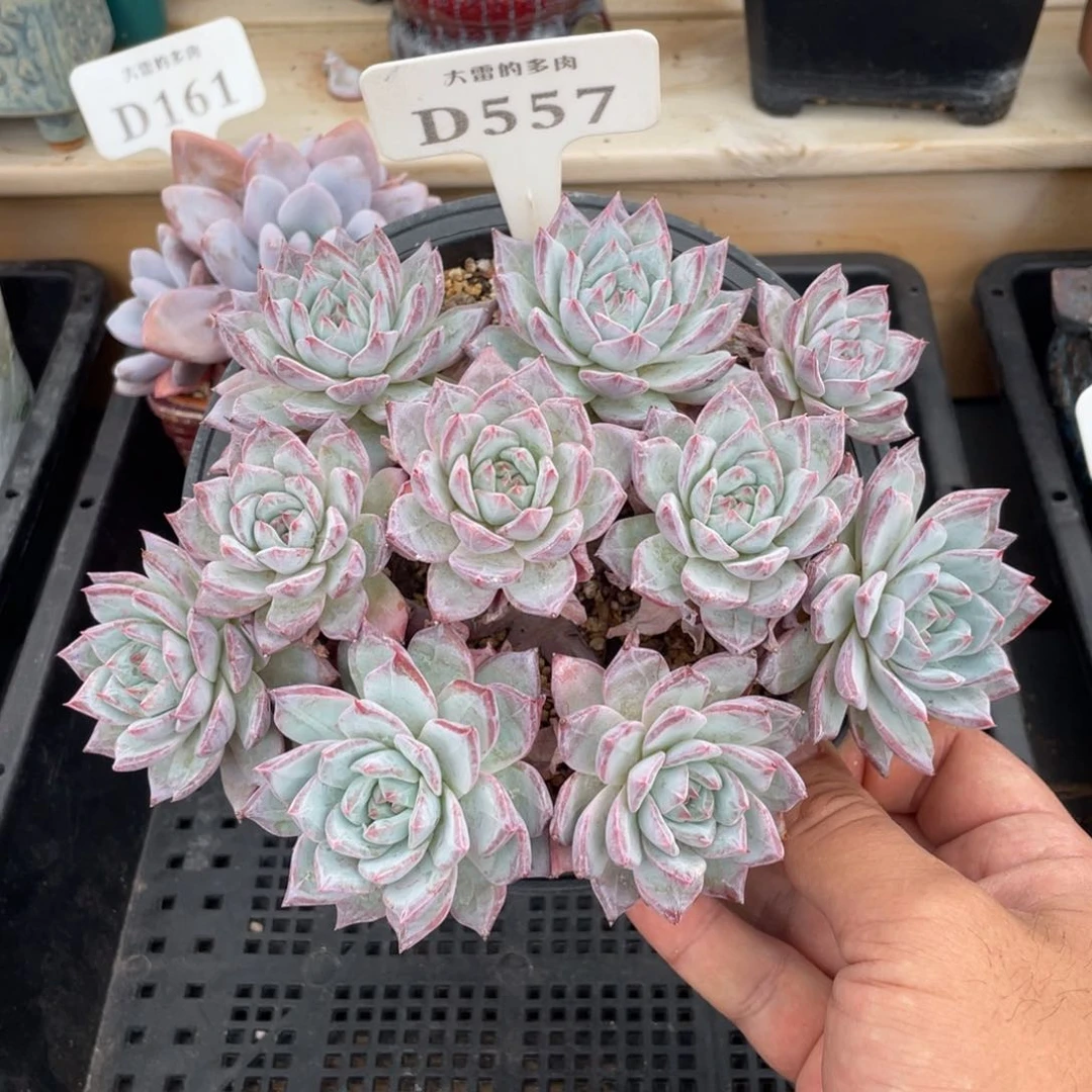 557粉蓝鸟不带盆18厘米