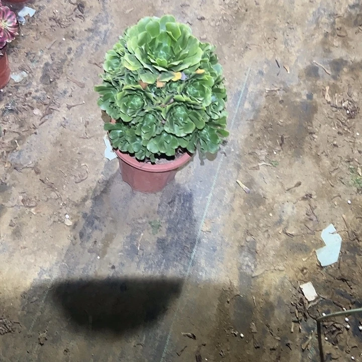 不包侧枝一物一拍29