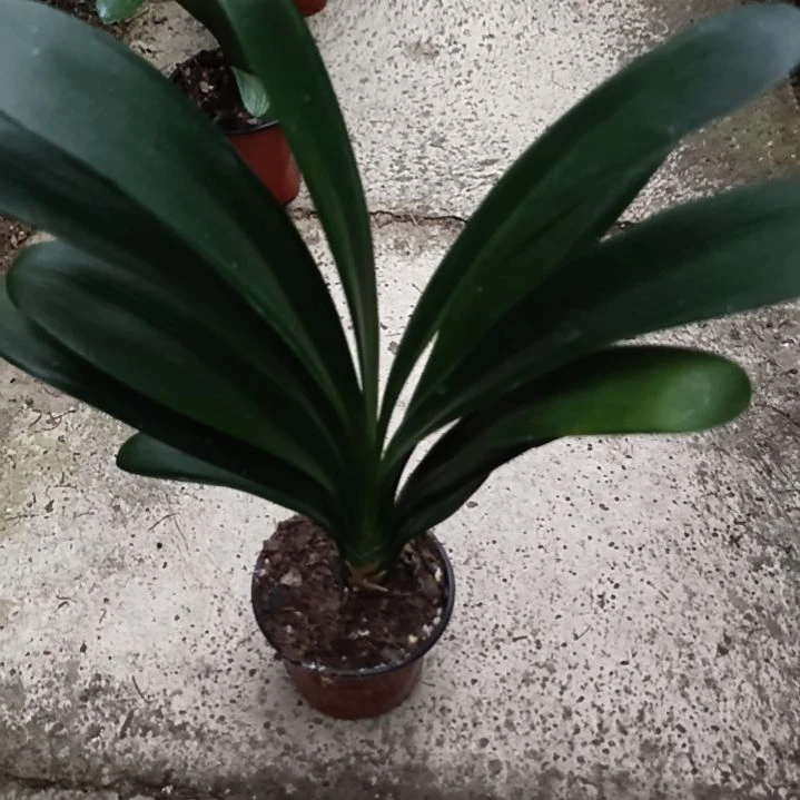 用***1完全开放黑蝶*黑魁大苗一颗