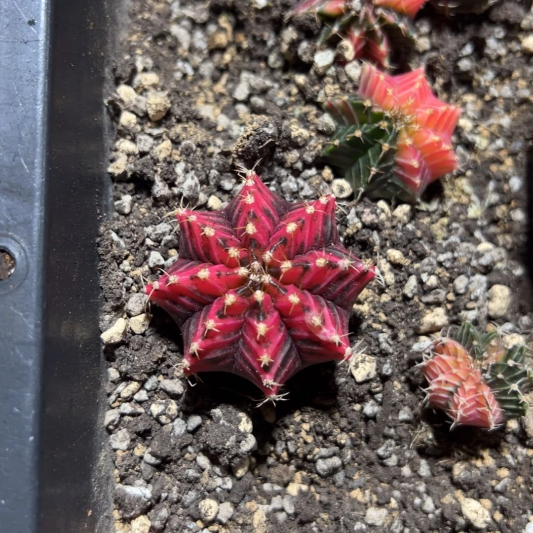 实生红虎斑脱土发货