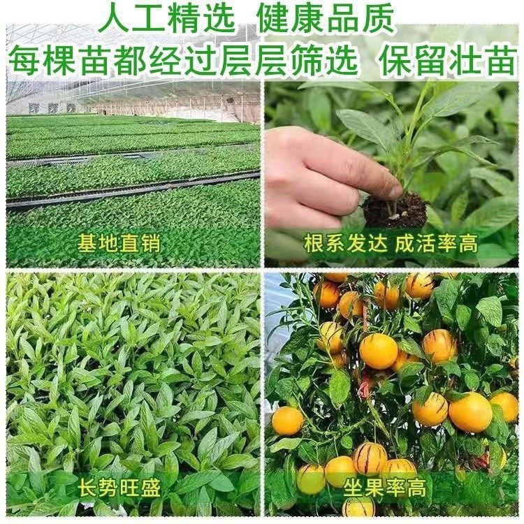 多枝人参果种苗批发高产石林果苗云南新品种人生果树苗