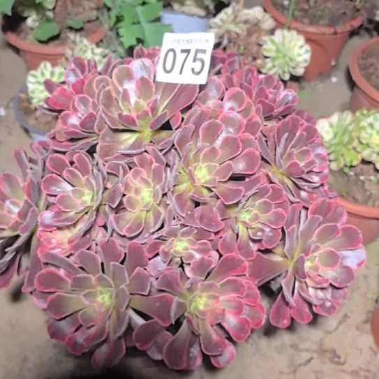 075美杜莎花花2-2法师