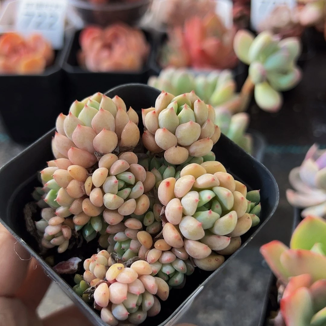 哈*781，红袖娘，带盆带土发货