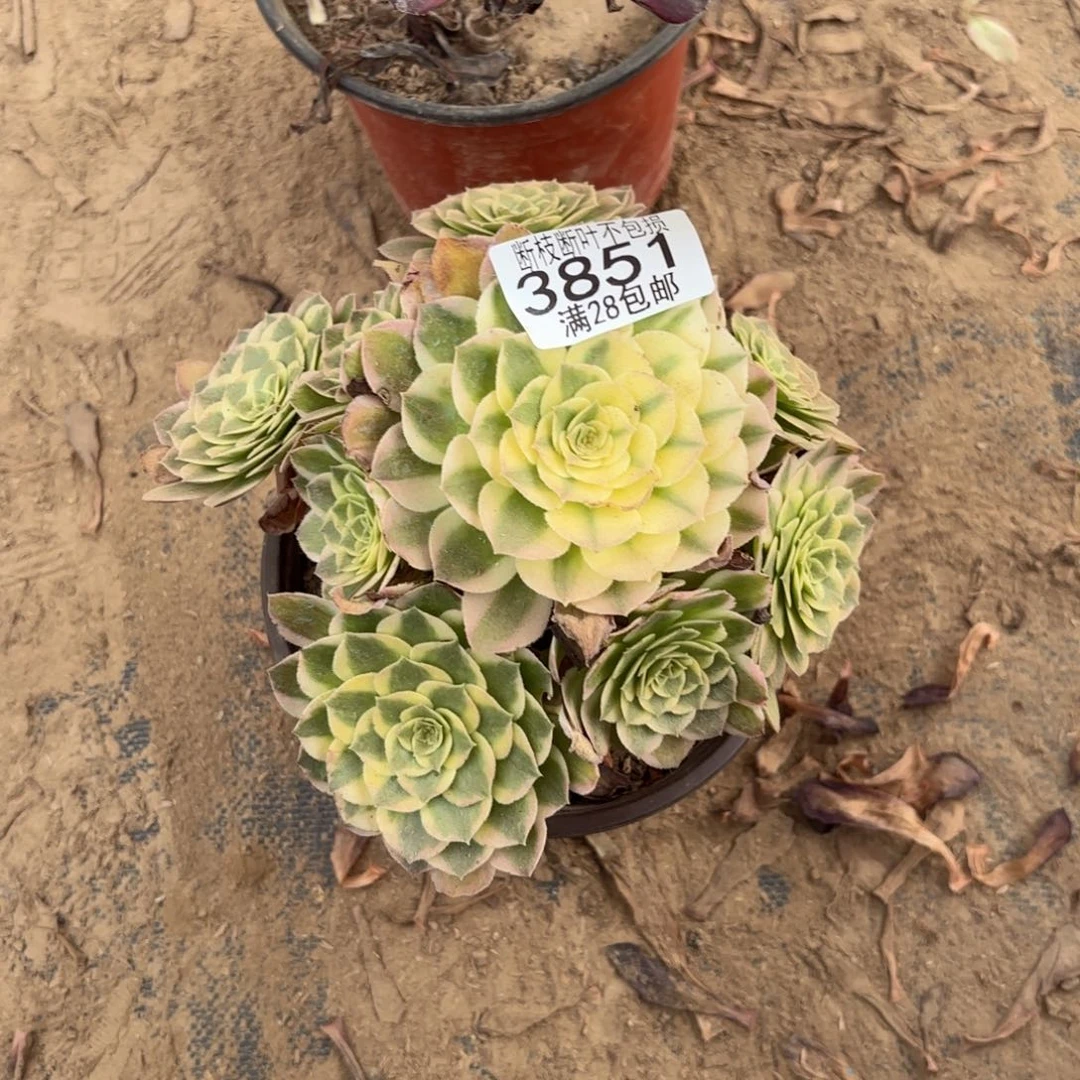 N. 3851海王多肉，bale