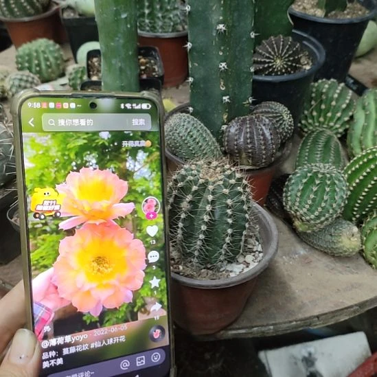 仙人球蔓藤花纹带根
