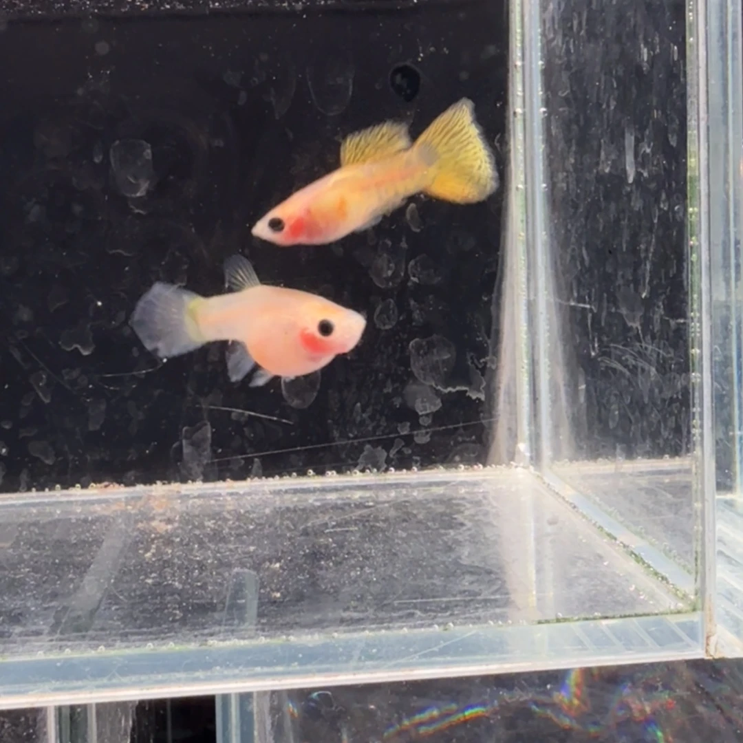 孔雀鱼黄金蕾丝玻璃猫1对