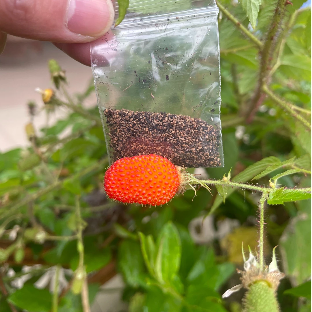 四季奶油泡【200-500粒】 盆栽庭院易挂果  易成活