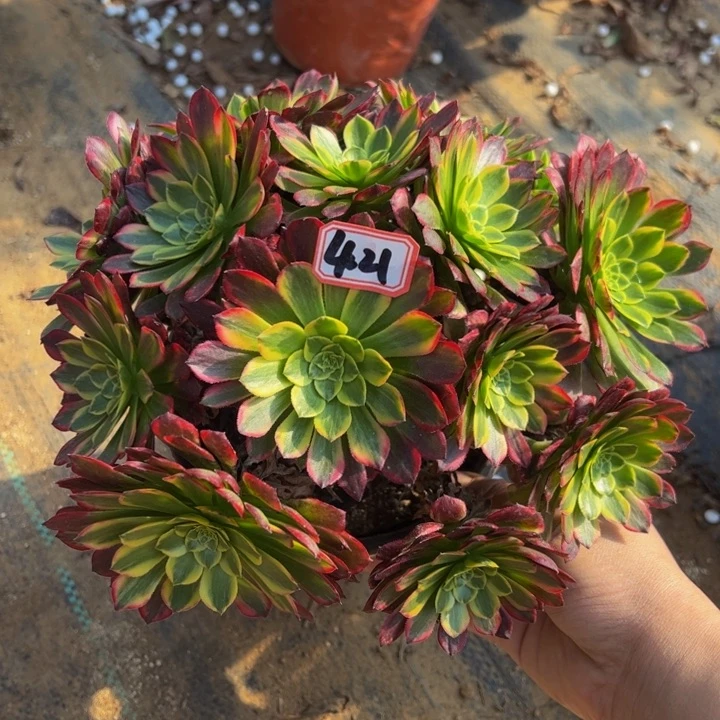 朝霞多肉植物4-21