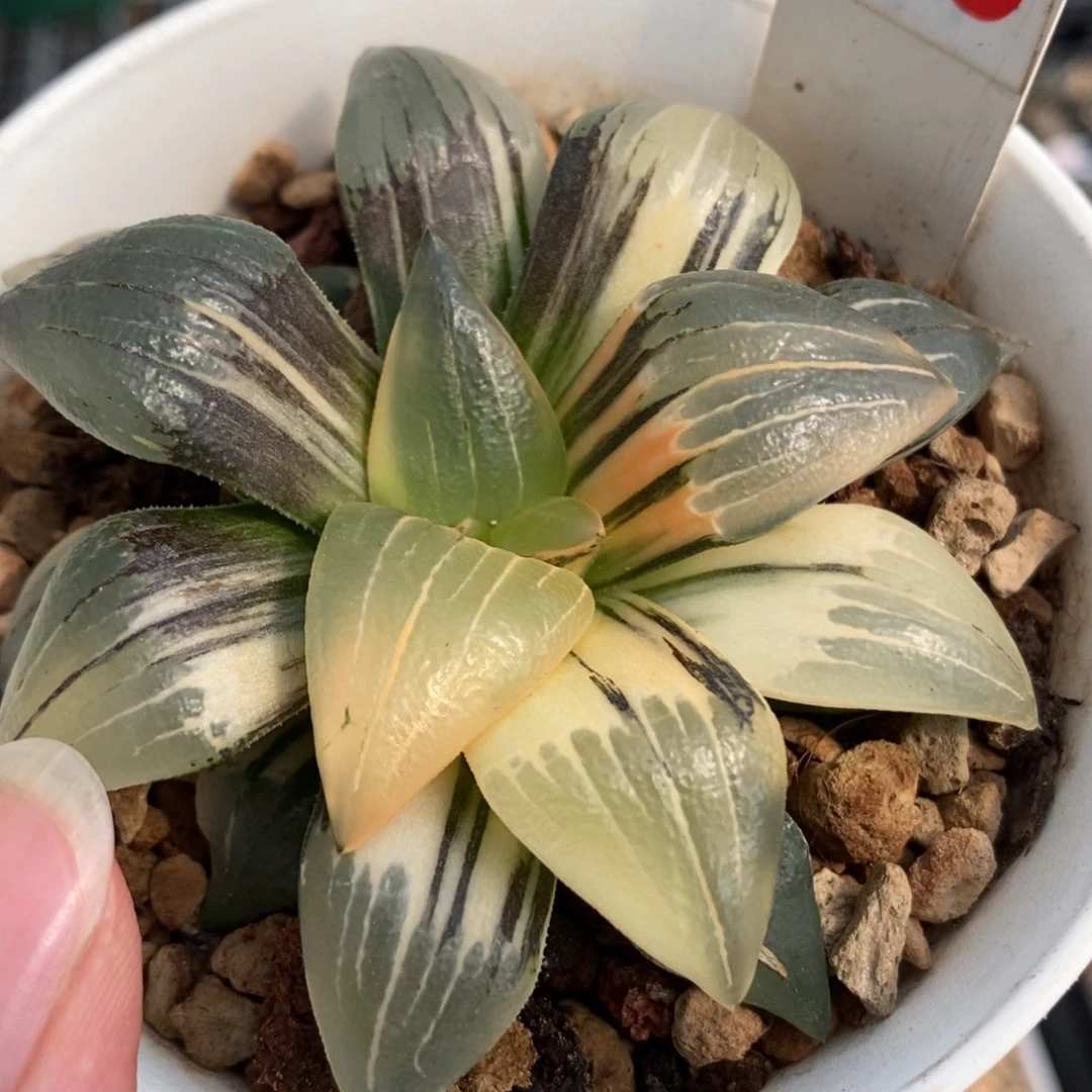 50红纹寿锦一物一拍